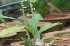 Eulophia spectabilis